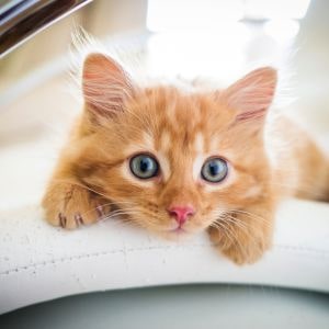 Comment rassurer son animal quand on n’est pas à la maison ?