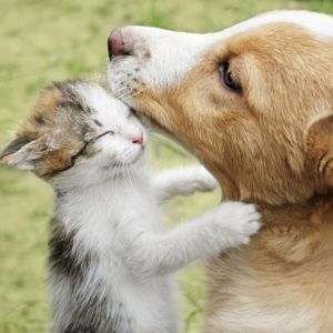 Malnutrition chez les animaux : les signes et comment l’éviter
