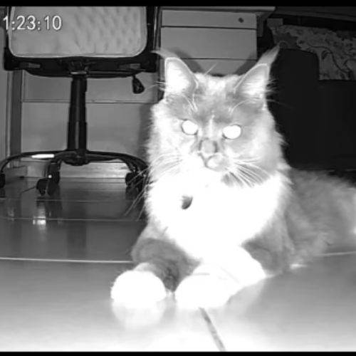Design_sans_titre_10_-min - Lynkpet